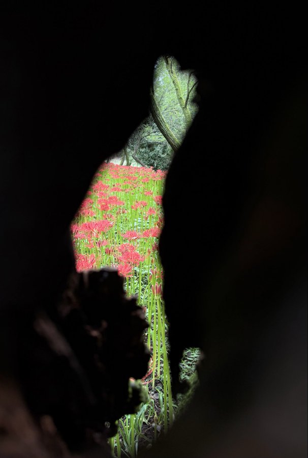 2026-09-19 12:12の投稿写真 2