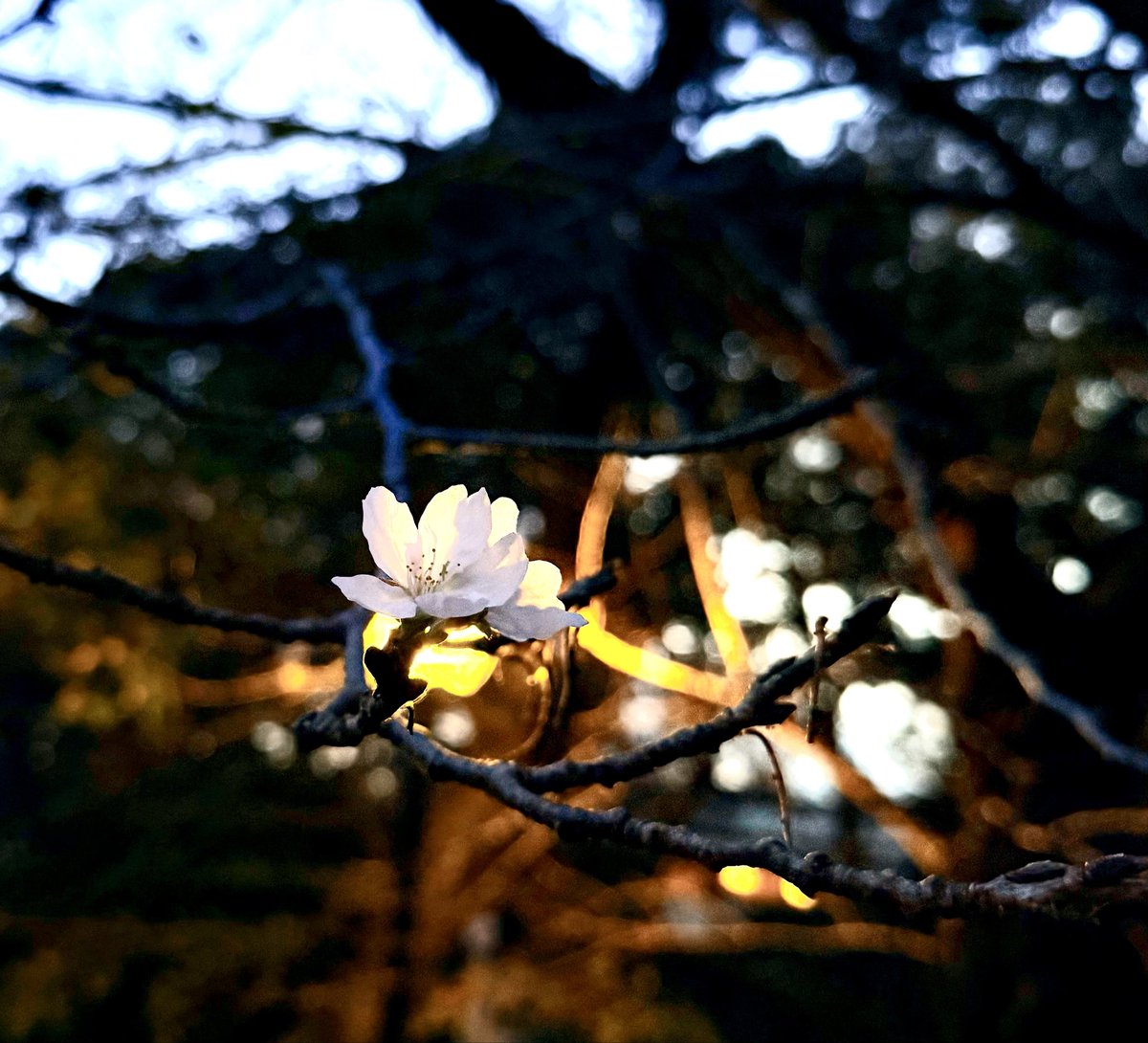 2026-10-15 17:23の投稿写真 1