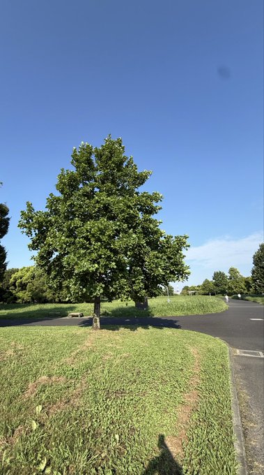 2026-08-25 12:24の投稿写真 2