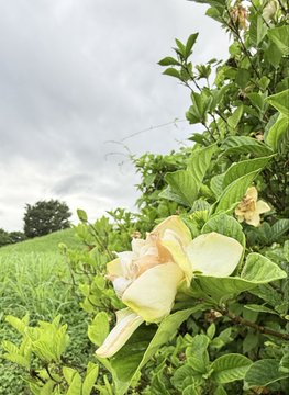 2026-07-05 06:33の投稿写真 2